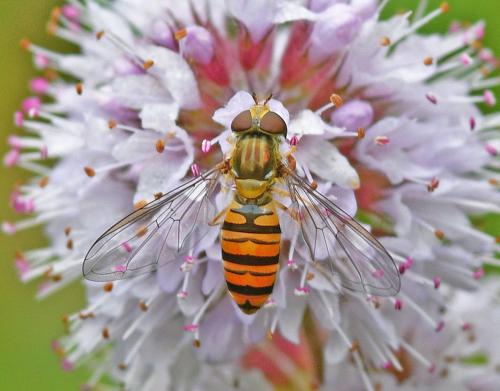 Réf. 353 352 : Episyrphus balteatus